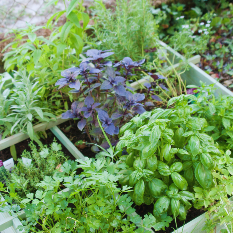 Growing Your Own Herb Garden: Tips for Success and Fresh Flavours