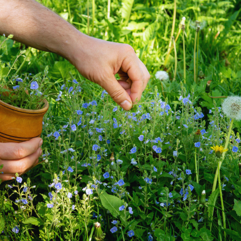 The Healing Properties of Herbs: Unlocking Nature’s Remedies for Better Health