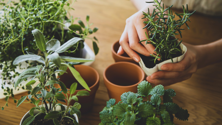 Growing a Herb Garden in Small Spaces Efficiently and Successfully