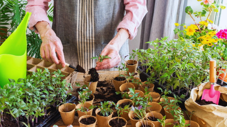 How to Grow Medicinal Herbs at Home: A Practical Guide for Beginners